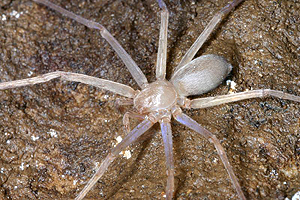 Skurril-marktwirtschaftlich kluges Detail am Rande: Der Arachnologe hat Sinopoda scurion
nach einer Schweizer Firma für Höhlen-Stirnlampen benannt. Skurril-marktwirtschaftlich kluges Detail am Rande: Der Arachnologe hat Sinopoda scurion
nach einer Schweizer Firma für Höhlen-Stirnlampen benannt.