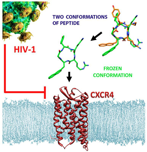 Das abgewandelte anti-HIV-Molekül (Mitte) bindet mit hoher Affinität an den CXCR4-Rezeptor auf der Oberfläche von Immunzellen.