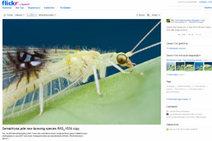 Fotos auf Flickr haben zur Entdeckung einer neuen Insektenspezies geführt.