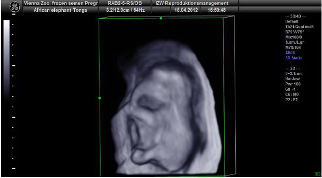 Am Dienstag wurde das erste Ultraschallfoto vom Elefantennachwuchs präsentiert.