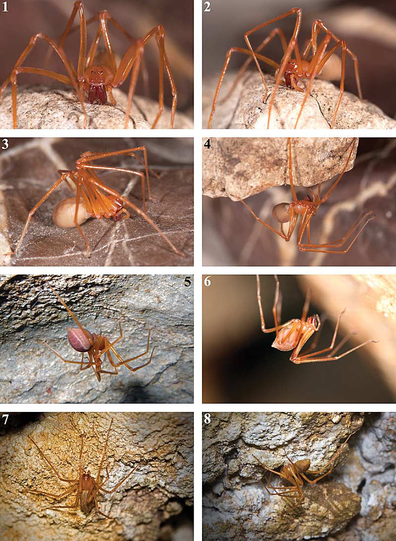 Trogloraptor nannten Forscher die bisher unbekannte, evolutionär einzigartige Spinne.