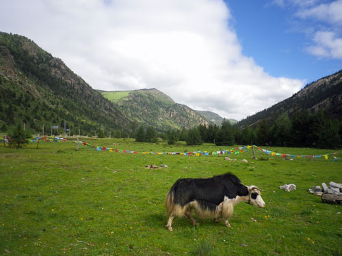 Yaks, tibetische Hochgebirgsrinder, sind ein normaler Anblick. 