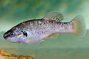 Man sieht es dem Fisch kaum an, aber er hat extremen Seltenheitswert. Man sieht es dem Fisch kaum an, aber er hat extremen Seltenheitswert.