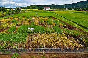 Auf einem Feld auf den Philippinen wird die Wirkung des Erbmaterials
alter indischer Reissorten getestet. Auf einem Feld auf den Philippinen wird die Wirkung des Erbmaterials
alter indischer Reissorten getestet.