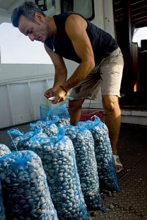 Der venezianische Fischer Ermes Bergo beim Verpacken von Venusmuscheln. Der venezianische Fischer Ermes Bergo beim Verpacken von Venusmuscheln.
