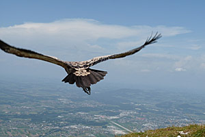 Gänsegeier Gundula wurde von Wanderern gesichtet. Gänsegeier Gundula wurde von Wanderern gesichtet.