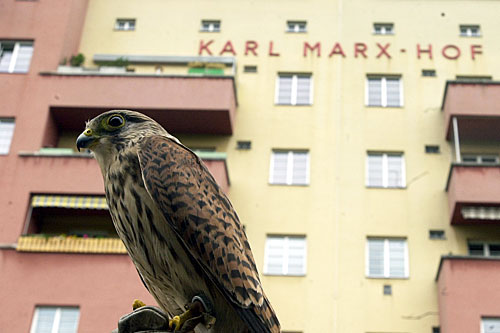 Die Wildtiere können dem Menschen auch nutzen. Greifvögel wie Turmfalken werden etwa zur Vertreibung von Tauben eingesetzt, wenn deren Population zu Schäden führt.