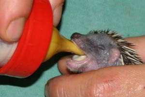 Die Babys werden mit der Flasche aufgezogen.