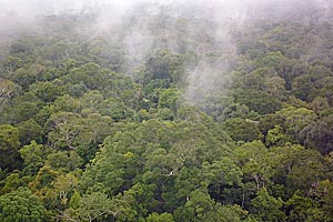 Wir sind nicht die einzige Spezies, die beim Klima mitmischt: Feuchtigkeit kondensiert über dem Regenwald um winzige Partikel herum, die von Pflanzen und Pilzen freigesetzt wurden. Wir sind nicht die einzige Spezies, die beim Klima mitmischt: Feuchtigkeit kondensiert über dem Regenwald um winzige Partikel herum, die von Pflanzen und Pilzen freigesetzt wurden.