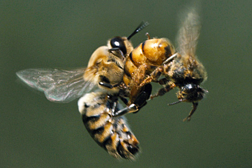 "More Than Honey" zeigt die Biene aus der Perspektive einer anderen Biene. Zu sehen ist zum Beispiel die Begattung der Königin im vollen Flug.