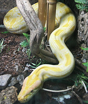 Der Wiener Tierschutzverein verzeichnet einen starken Zuwachs an "Exoten". Die Tiere werden oft spontan gekauft, bald sind die Halter überfordert. So wie mit diesem zehn Kilo schweren Albino-Tigerpython. Der Wiener Tierschutzverein verzeichnet einen starken Zuwachs an "Exoten". Die Tiere werden oft spontan gekauft, bald sind die Halter überfordert. So wie mit diesem zehn Kilo schweren Albino-Tigerpython.