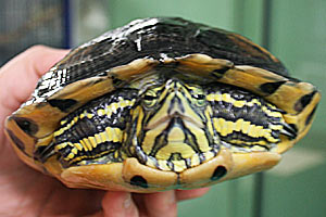 In den vergangenen Monaten wurden besonders viele Schildkröten abgeliefert. Die ausgesetzten Reptilien verdrängen teilweise heimische Arten. In den vergangenen Monaten wurden besonders viele Schildkröten abgeliefert. Die ausgesetzten Reptilien verdrängen teilweise heimische Arten.