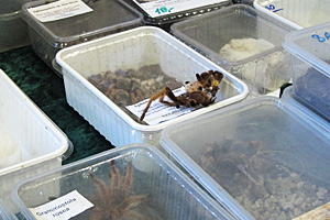Die Tierschutzorganisation Vier Pfoten dokumentierte verheerende Zustände auf der Terraristikbörse "Exotica" in St. Pölten Anfang September. Die Tierschutzorganisation Vier Pfoten dokumentierte verheerende Zustände auf der Terraristikbörse "Exotica" in St. Pölten Anfang September.