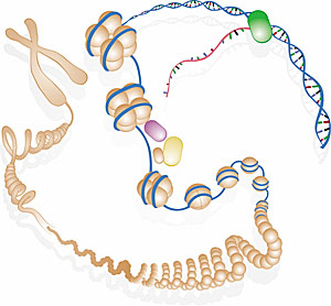 Ein Chromosom (links oben) und sein DNA-Strang. Zwei Prozent sind Gene, rund 80 Prozent dienen ihrer Steuerung.