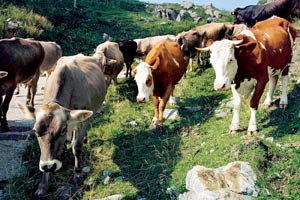 Sieht aus wie bei uns, ist aber schon im Friaul: Rugos Kühe bekommen die saftigen Kräuter und Gräser der karnischen Almen zu fressen. Sieht aus wie bei uns, ist aber schon im Friaul: Rugos Kühe bekommen die saftigen Kräuter und Gräser der karnischen Almen zu fressen.