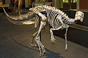 Das Skelett des Dinosauriers Dysalotosaurus lettowvorbecki im Museum für Naturkunde Berlin. Das Skelett des Dinosauriers Dysalotosaurus lettowvorbecki im Museum für Naturkunde Berlin.
