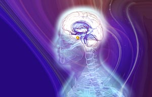 Das Limbische System spielt eine wesentliche Rolle bei der Entstehung von Emotionen.