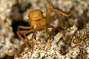 Unfruchtbar, aber keineswegs unnütz: Eine verhinderte Acromyrmex-Königin ist zur Kämpferin geworden. Ihr Größe ist dafür recht praktisch. Unfruchtbar, aber keineswegs unnütz: Eine verhinderte Acromyrmex-Königin ist zur Kämpferin geworden. Ihr Größe ist dafür recht praktisch.