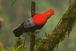 Der Andenfelsenhahn, ein etwa 35 Zentimeter langer Sperlingsvogel, ist ein gutes Beispiel für flexible Ernährungsweise: Er frisst die Früchte von mehr als 100 Pflanzenarten und verbreitet deren Samen. Der Andenfelsenhahn, ein etwa 35 Zentimeter langer Sperlingsvogel, ist ein gutes Beispiel für flexible Ernährungsweise: Er frisst die Früchte von mehr als 100 Pflanzenarten und verbreitet deren Samen.