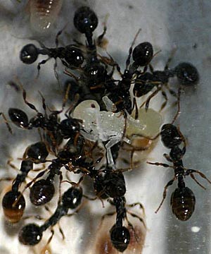 Tötung einer Sklavenhalterpuppe durch versklavte Arbeiterinnen der Art Temnothorax longispinosus. Tötung einer Sklavenhalterpuppe durch versklavte Arbeiterinnen der Art Temnothorax longispinosus.