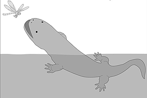 Riesensalamander sind heute nur mehr im Wasser anzutreffen, während ihre Vorfahren vor rund 56 Millionen Jahren auch das Land zu ihrem Revier gemacht haben. Riesensalamander sind heute nur mehr im Wasser anzutreffen, während ihre Vorfahren vor rund 56 Millionen Jahren auch das Land zu ihrem Revier gemacht haben.
