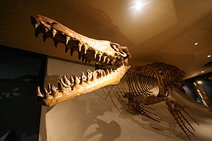 Bereits 1998 wurde ein Fossil eines Mosasaurus in Maastricht entdeckt. Das nun gefundene dürfte noch älter sein. Bereits 1998 wurde ein Fossil eines Mosasaurus in Maastricht entdeckt. Das nun gefundene dürfte noch älter sein.