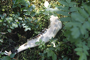 Bei einem Lokalaugenschein entdeckt: Schlachtreste eines Schafes,
notdürftig vergraben im Waldboden rund um das Asylheim auf der Saualm. Bei einem Lokalaugenschein entdeckt: Schlachtreste eines Schafes,
notdürftig vergraben im Waldboden rund um das Asylheim auf der Saualm.