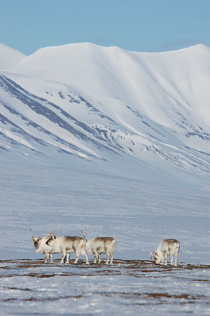 Rentiere beim kargen Grasen auf Spitzbergen. Rentiere beim kargen Grasen auf Spitzbergen.