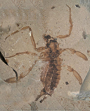 Bei Raubkäfern sind sowohl die Larven als auch die ausgewachsenen Tiere Jäger. Hier die zwei Zentimeter lange Larve eines Totenschiffkäfers, der vor etwa 140 Millionen Jahren lebte. Bei Raubkäfern sind sowohl die Larven als auch die ausgewachsenen Tiere Jäger. Hier die zwei Zentimeter lange Larve eines Totenschiffkäfers, der vor etwa 140 Millionen Jahren lebte.