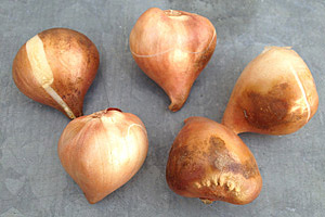 Die Zwiebel-Lieferungen treffen in der Regel Mitte September ein, nette Nachbarn
in Pension nehmen die Kisten entgegen, und deren Inhalt harrt seinem
Schicksal, der feuchtwarmen Septembererde.
Die Zwiebel-Lieferungen treffen in der Regel Mitte September ein, nette Nachbarn
in Pension nehmen die Kisten entgegen, und deren Inhalt harrt seinem
Schicksal, der feuchtwarmen Septembererde.