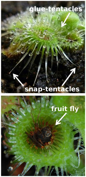 Drosera glanduligera verlässt sich nicht nur auf ihren Klebstoff. Drosera glanduligera verlässt sich nicht nur auf ihren Klebstoff.