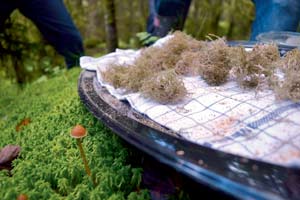 Frittierte Rentierflechtenbälle mit Pilzpulver. Frittierte Rentierflechtenbälle mit Pilzpulver.