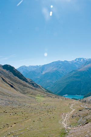 In einem endlos scheinenden Zug wandern tausende Schafe im Gänsemarsch über den Alpenhauptkamm. In einem endlos scheinenden Zug wandern tausende Schafe im Gänsemarsch über den Alpenhauptkamm.
