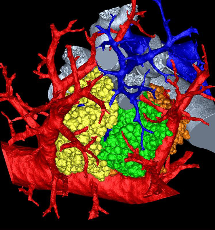 Rekonstruktion von drei Acini der Mäuselunge an den Endbronchien (grau), zusammen mit den Endästen der Lungenarterien (blau) und der Lungenvenen (rot).