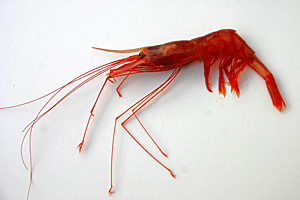 Nematocarcinus lanceopes (oben) hat sich von der letzten Eiszeit nicht kalt erwischen lassen: Die flexible Art hat sich einen breiten Genpool bewahrt. Chorismus antarcticus (unten) schlitterte hingegen mit Glück am Aussterben vorbei.
