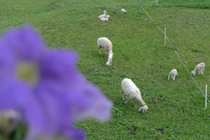 Hier weiden sie die Lämmer, bevor sie in Heu gegart werden. Hervorragender Grund, 2013 wiederzukommen. Hier weiden sie die Lämmer, bevor sie in Heu gegart werden. Hervorragender Grund, 2013 wiederzukommen.