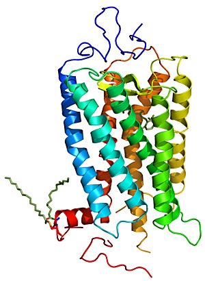 Diese Girlanden sind ein 3-D-Modell von Rhodopsin. Das ist eines unserer
Sehpigmente und gehört zu den G-Protein-gekoppelten Rezeptoren. Diese Girlanden sind ein 3-D-Modell von Rhodopsin. Das ist eines unserer
Sehpigmente und gehört zu den G-Protein-gekoppelten Rezeptoren.