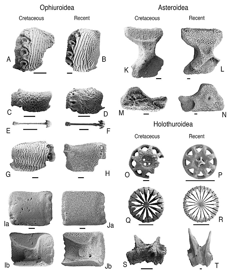 Links kreidezeitliche Fossilien, rechts heutige Entsprechungen: Vor 114 Millionen Jahren sah es in der Tiefsee vor Floridas Küste offenbar recht ähnlich aus wie heute.