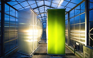 Die Mikroalgenzuchtanlage "Hanging Gardens" in Bruck an der Leitha 
soll mithilfe von Sonnenenergie zu einer alternativen Energiequelle der 
Zukunft werden. 22 Tanks stehen auf 500 m2. 