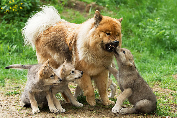 Wolf und Hund im direkten Vergleich. Kein anderes Haustier zeigt heute eine derartige Variationsbreite an Größe und Form.