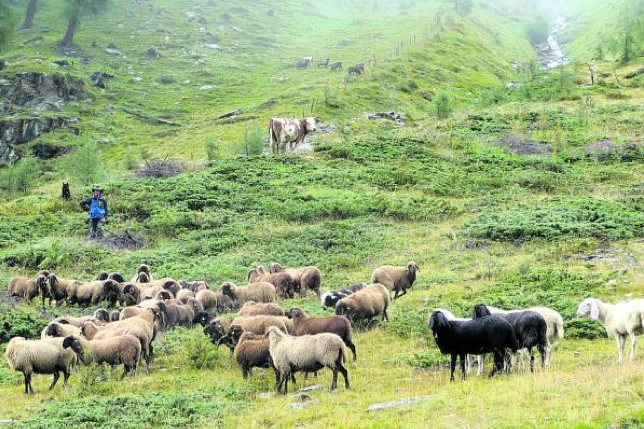 Im Villgratental schauen die Kühe wirklich blöd. Weil ihnen die Schafe beim Almabtrieb seit dreißig Jahren die Show stehlen.
Informationen:
villgratental.com&nbsp; osttirol.com&nbsp; villgraternatur.at