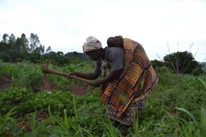 In Malawi konnte mithilfe einer speziellen Baumsorte die Maisproduktion
erheblich gesteigert werden: Marie-Monique Robins Film "Zukunft
pflanzen". In Malawi konnte mithilfe einer speziellen Baumsorte die Maisproduktion
erheblich gesteigert werden: Marie-Monique Robins Film "Zukunft
pflanzen".