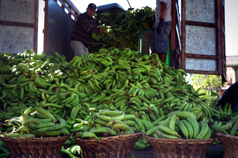 Auf der Küstenseite Ecuadors dreht sich fast alles um Bananen, die nach Erdöl das wichtigste Exportgut sind.