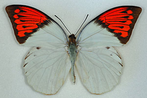 Die Flügel des Great Orange Tip sind schön, aber auch giftig. Die Flügel des Great Orange Tip sind schön, aber auch giftig.