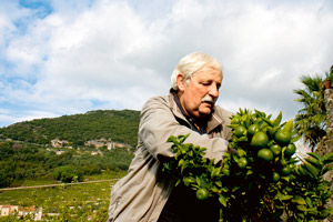 Dafür schmecken die von Gian Pietro Pamparino geernteten Früchte in kandierter Form...
