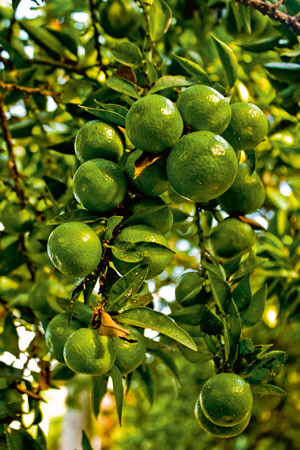 Die Chinotto wird sowohl grün als auch vollreif geerntet - süßer aber wird sie dadurch auch nicht.