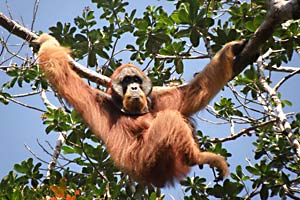 Majestätisch: Ein Männchen des Sumatra-Orang-Utans. Majestätisch: Ein Männchen des Sumatra-Orang-Utans.