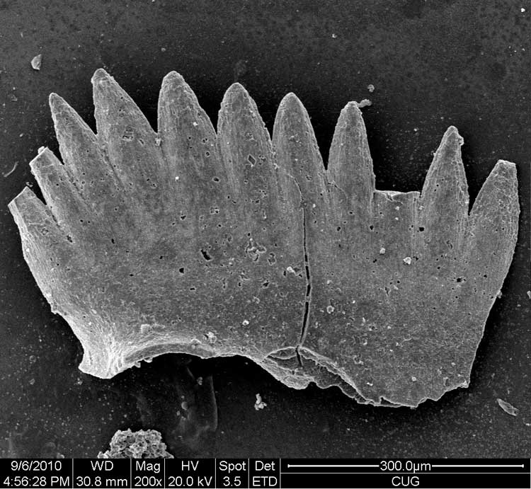 Ein Conodontenzahn, durch ein Elektronenmikroskop gesehen. Mit Hilfe dieser Fossilien lässt sich die Temperatur rekonstruieren.