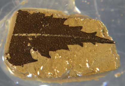 Ein 24.700 Jahre altes Blatt aus dem See.