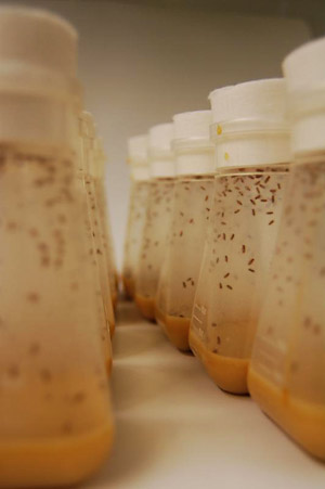 Brutstätten der Evolution: In solchen Behältern werden Fruchtfliegen gezüchtet. Brutstätten der Evolution: In solchen Behältern werden Fruchtfliegen gezüchtet.